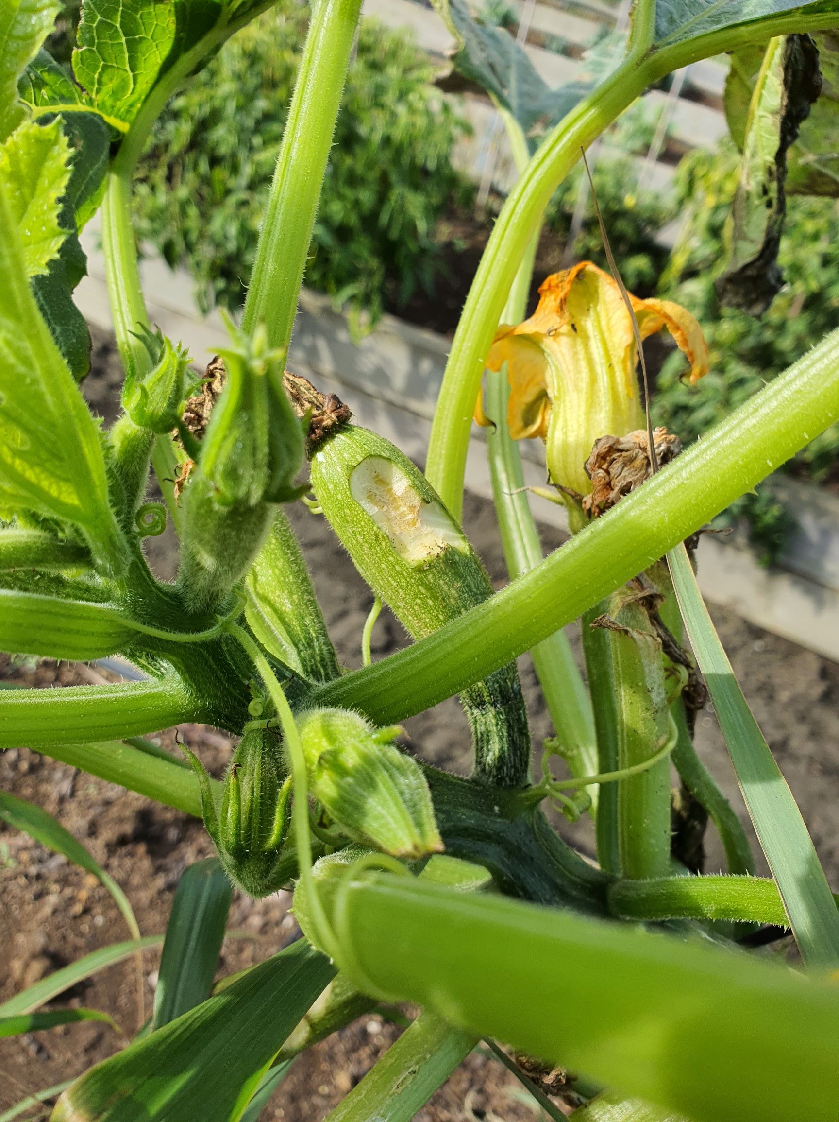 Rats in the Zucchini SARAH THE GARDENER